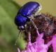 cryptocephalus_sericeus_IMG_2669f.jpg