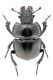 baiocchii Allotypus_Kyasar level.jpg