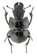 acutangulus habitus_Kyasar.jpg