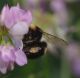 IMGP7254_Bombus_sm.JPG