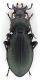Comb1243_13cRcr.jpg
