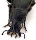 Comb1245_12cRcr.jpg