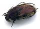 Comb1249_12cRcr.jpg