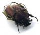 Comb1250_14cRcr.jpg