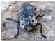 Capnodis cariosa 06, Capaci.jpg