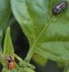 pupaB4+adulto bis.jpg