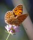 IMGP7302_frit_sm.JPG