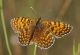 IMGP7299_frit_sm_Y.JPG
