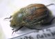 Anisoplia villosa  F.JPG