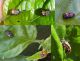 stadi larva B.jpg