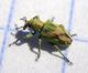 Coniatus sp. (21-7-14 Cantalobos).jpg