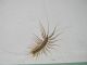 Scutigera coleoptrata (3).JPG