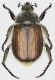 Anisoplia_Terminillo_7-VII-2014_m_grey.jpg
