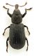 Comb1272_10Zcr.jpg