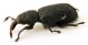 Comb1272_20Zcr.jpg