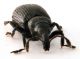 Comb1273_28Zcr.jpg