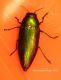 Eurythyrea micans.jpg