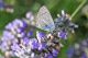 Blue-25.jpg
