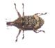 curculionidae.jpg