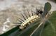 Larva di Lepidottero(Ecuador Amazzonia Rio Napo).jpg