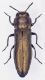 A. ETRUSCUS 1-W..jpg