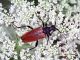 C.variicornis_2005.JPG