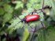 C.variicornis_4.JPG