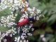 C.variicornis_3.JPG