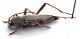Comb1260_18Zcr.jpg
