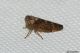 cicadellidae sp.29.jpg