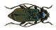 R.ungaricus_10.jpg