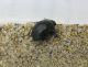 Tenebrionidae Marocco.jpg