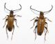 Stictoleptura rubra.jpg