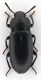 Comb1262_07cRcr.jpg