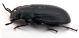 Comb1263_13Zcr.jpg