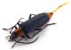 Comb1266_14cRcr.jpg