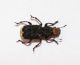 Platyrhinus resinosus.jpg