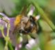 IMGP7509_Bee_sm.JPG