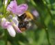 IMGP7513_Bee_sm_y.JPG