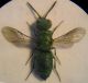 Chrysidae 003 A.jpg