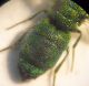 Chrysidae 005 A.jpg
