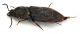 Comb1297_35zLcr.jpg