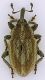 Curculionidae_San-Vittorino_6-III-2010.jpg