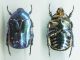 Protaetia (Potosia) caucasica var. azurea (König, 1901).jpg