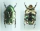 Protaetia (Netocia) trojana godeti (Gory & Percheron, 1833) 1.jpg