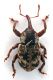 Comb1282_16zFcr.jpg