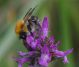 IMGP7552_Bee_sm.JPG