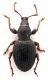 Comb1286_13zFcr.jpg