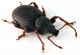 Comb1287_26zFcr.jpg