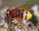 IMGP7621_Syrphid_sm.JPG